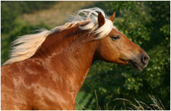 Haflingerfotos / Haflinger Fotos