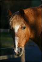 Haflinger Fotos / Haflingerfotos