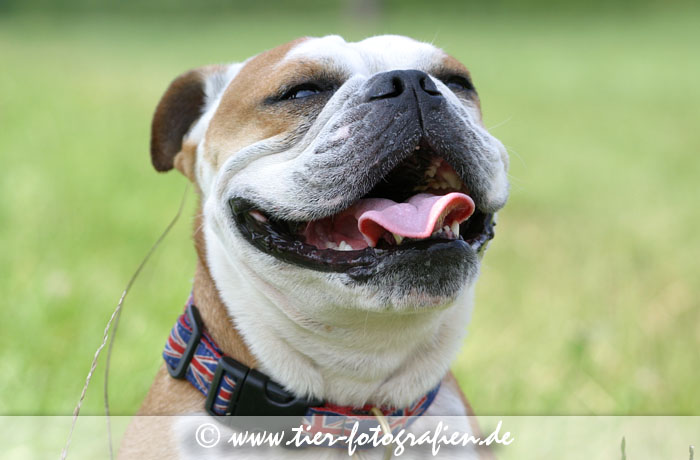 Englische Bulldogge