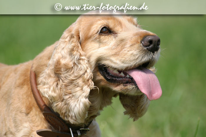 Englischer Cockerspaniel