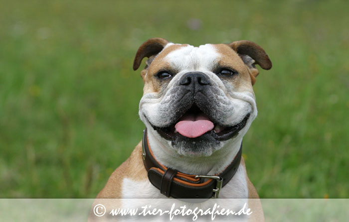 Englische Bulldogge
