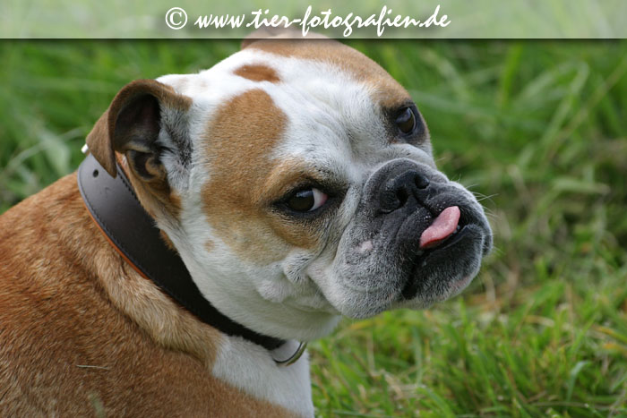 Englische Bulldogge