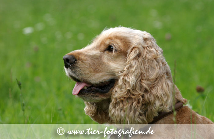 Englischer Cockerspaniel