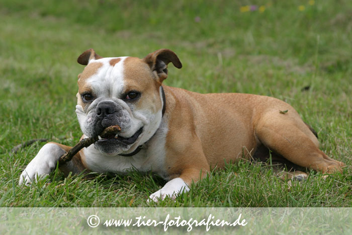 Englische Bulldogge mit Grashüpfer