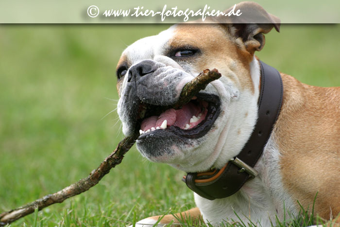 Englische Bulldogge