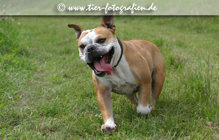 Englische Bulldogge rennt