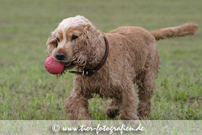 Englischer Cockerspaniel