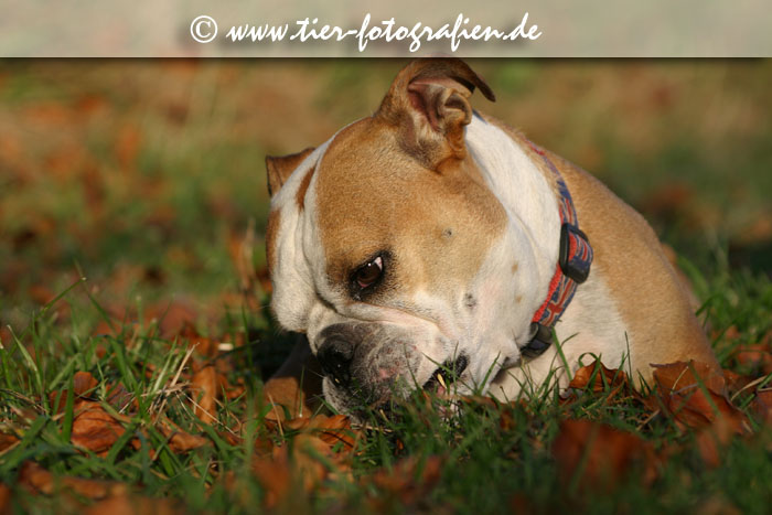 Englische Bulldogge im Abendlicht