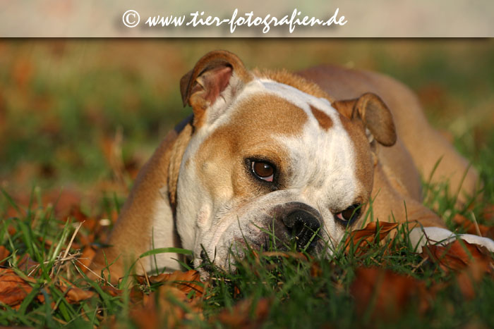 Englische Bulldogge im Abendlicht