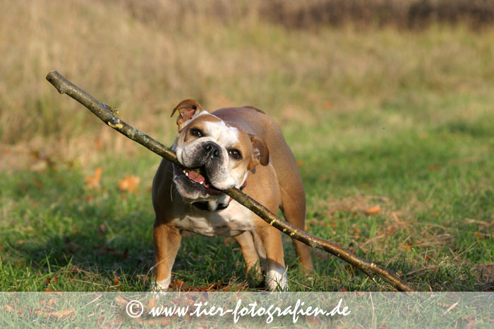 Englische Bulldogge mit Stock