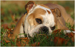 Englische Bulldogge & Cockerspaniel Fotos