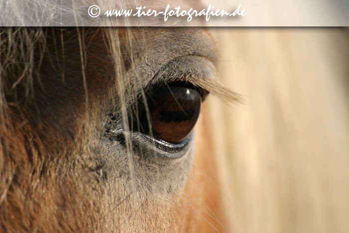 Haflinger Auge Nahaufnahme