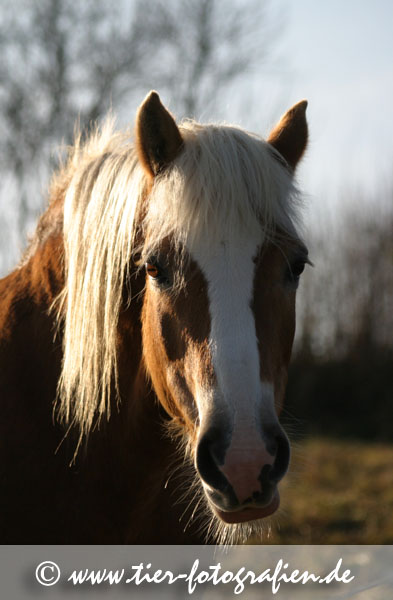 Haflinger Stute