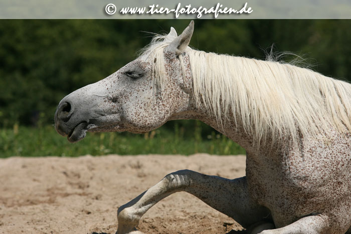 Araber