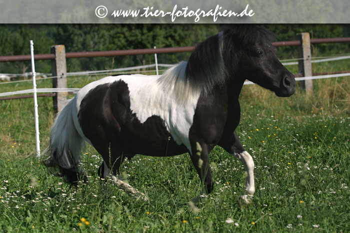 Mini Shetland Pony