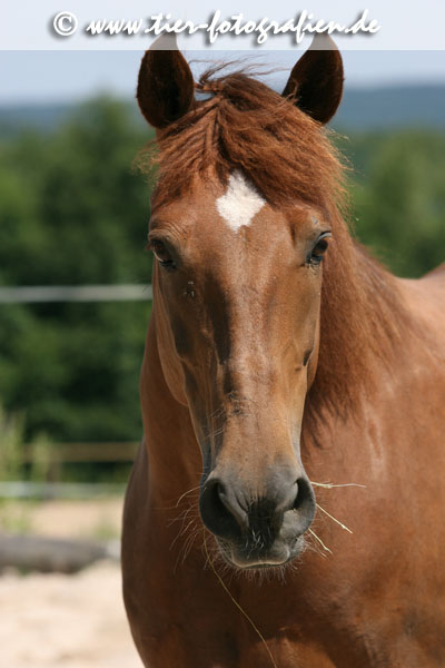 Pony Portrait