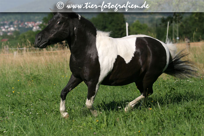 Mini Shetty