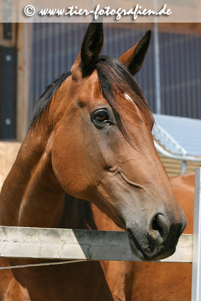 Warmblut Portrait
