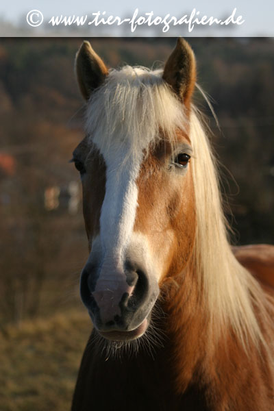 Haflinger Portrait