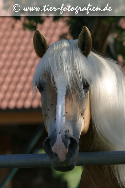 Haflinger