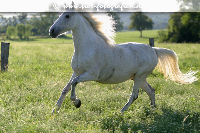 Lusitano