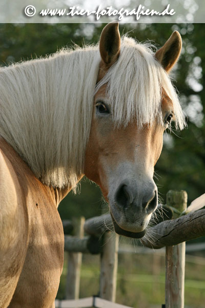 Haflinger Stute