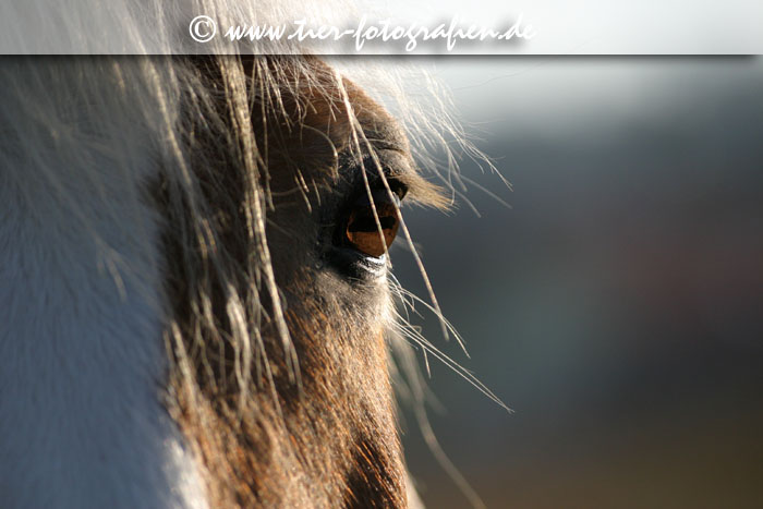 Haflinger Auge Nahaufnahme