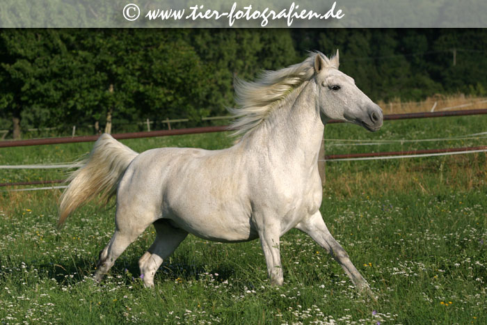 Lusitano im Galopp