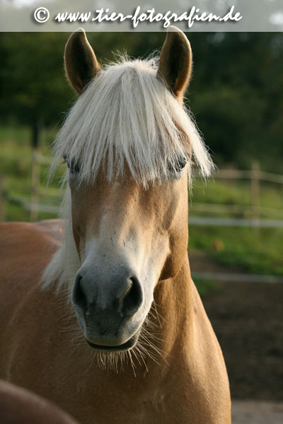 Haflinger Stute