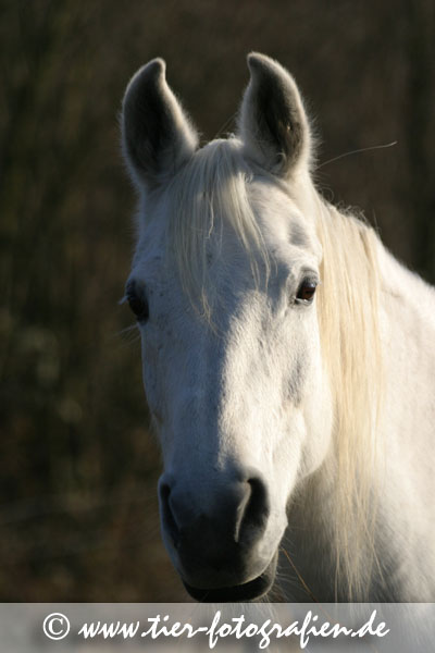 Araber Portrait
