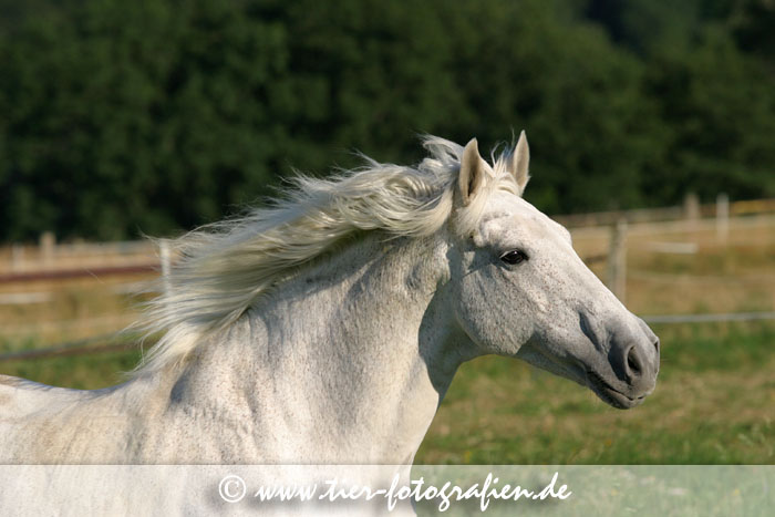 Lusitano