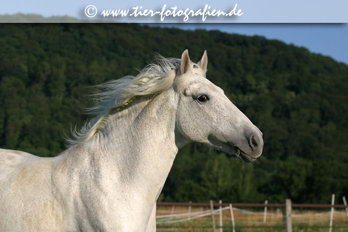Lusitano im Galopp