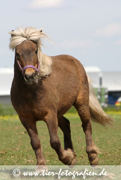 Classic Shetland Pony