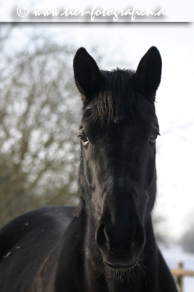 Trakehner Stute