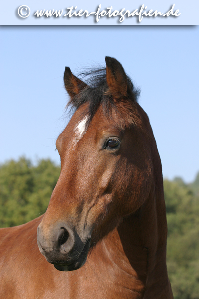 Pony