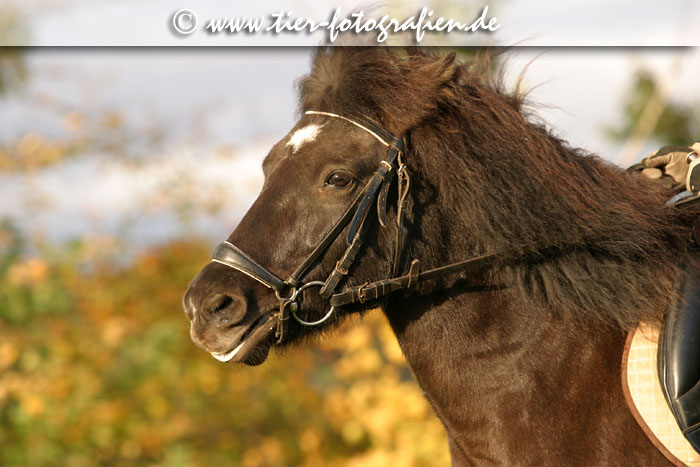 Islandpony