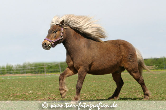 Classic Shetland Pony