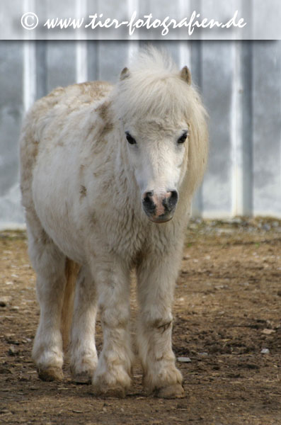 Shetland Pony