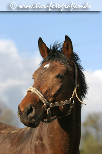 Warmblut Portrait