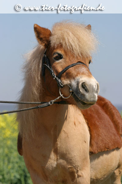 Shetland Pony