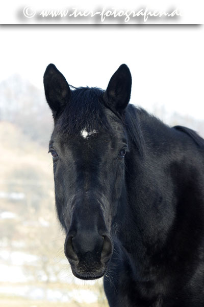 Trakehner Stute