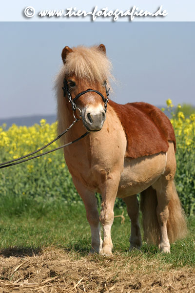 Shetland Pony