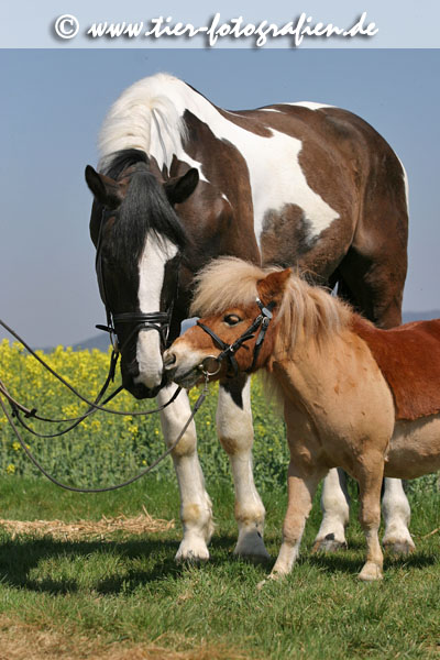 Shetland Pony & Warmblut