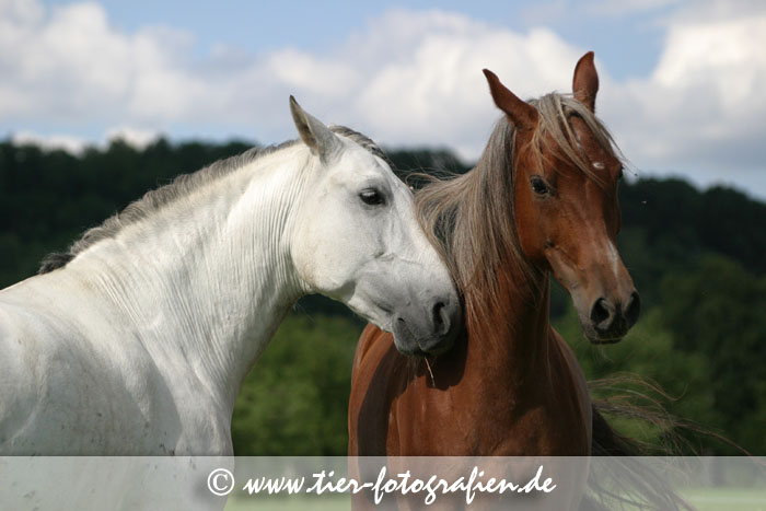 Lusitano Wallach und Araber Stute