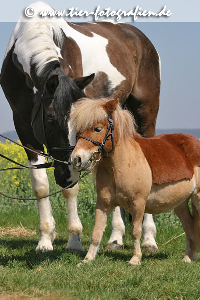 Shetland Pony & Warmblut