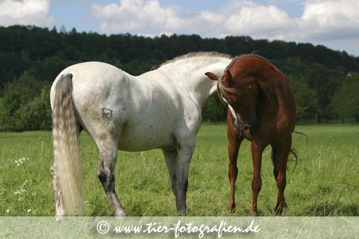 Lusitano Wallach und Araber Stute