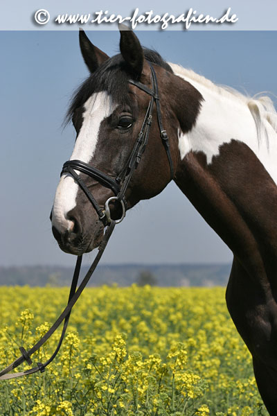 Warmblut Schecke