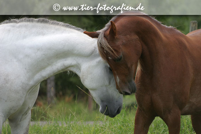 Lusitano Wallach und Araber Stute