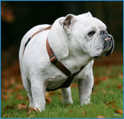 Englische Bulldogge Bruno