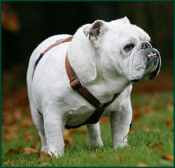 Englische Bulldogge Bruno